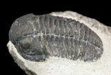 Bargain, Gerastos Trilobite Fossil - Morocco #52121-2